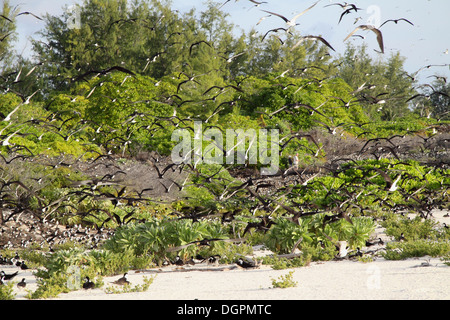 Sooty tern colony on Bird Island in The Seychelles Stock Photo