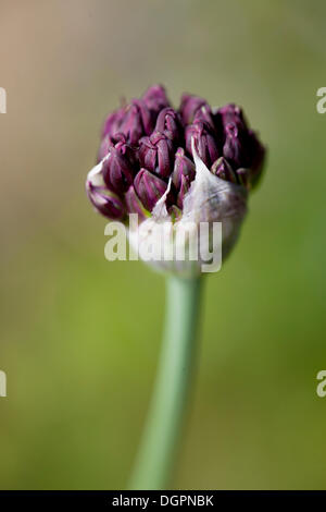 Half-closed flower, St. Bernard's Lily (Anthericum Liliago), Botanical Garden, Berlin Stock Photo