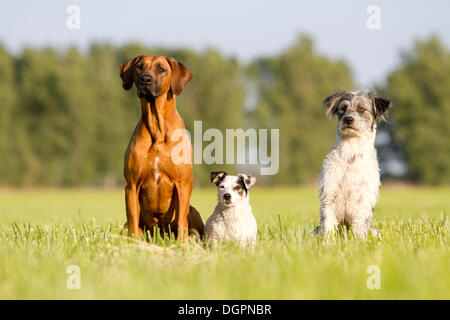 rhodesian ridgeback terrier mix puppies