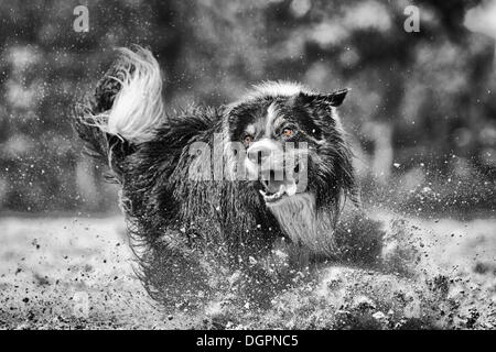 Border Collie chasing a prey dummy Stock Photo