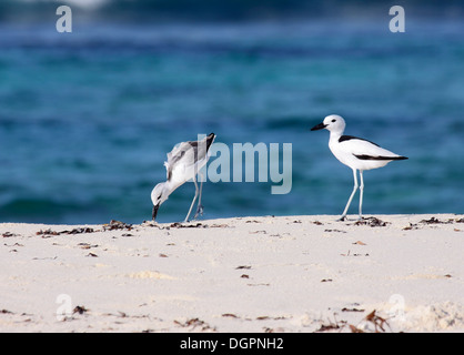 Crab plover seizing crab on coastline in the Seychelles Stock Photo