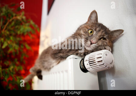 Lazy cat lying on a heater Stock Photo Alamy