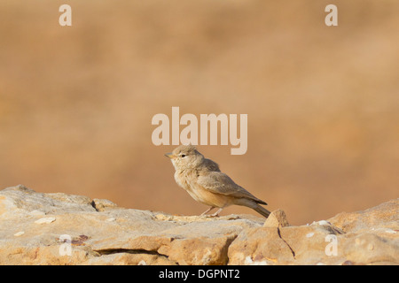 Desert Lark (Ammomanes deserti) preening Stock Photo