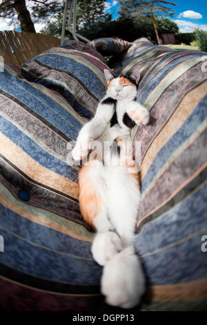Cat relaxing on its back and sleeping in a hammock Stock Photo