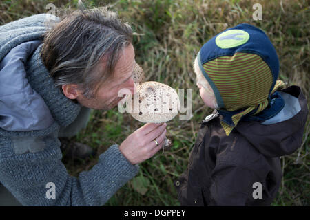 Man showing a child a Parasol mushroom (Macrolepiota procera), Brandenburg Stock Photo