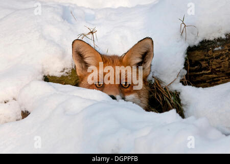 Red Fox (Vulpes vulpes) in its burrow in the snow, Knuell Wildlife Park, Homberg, North Hesse Stock Photo
