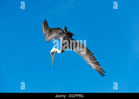 Brown Pelican (Pelecanus occidentalis) in flight, Hafen, monterey, California, United States