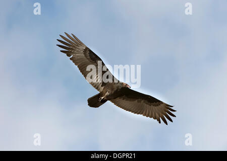Turkey Vulture (Cathartes aura) in flight, San Francisco, California, United States Stock Photo