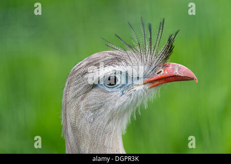 Red-legged Seriema (Cariama cristata), portrait, captive, West Coast Park, Sankt Peter-Ording, Eiderstedt, North Frisia Stock Photo