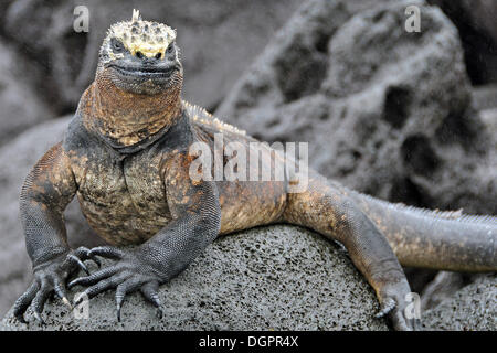 Marine Iguana (Amblyrhynchus cristatus) in the drizzling rain, Galapagos Islands, Ecuador, South America Stock Photo