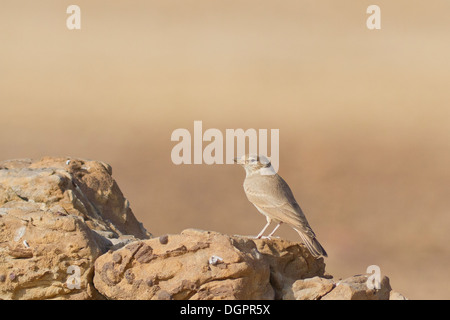 Desert Lark (Ammomanes deserti) in its habitat at Desert National Park, Rajasthan, India Stock Photo