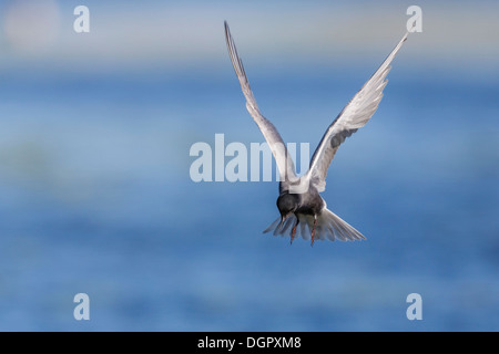 Black Tern - Chlidonias niger Stock Photo