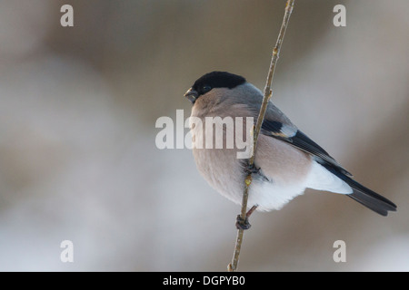 Bullfinch - Pyrrhula pyrrhula - female