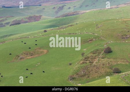 Welsh black cattle and sheep graze on upland pastures near Pumlumon, Cambrian Mountains, Wales. Stock Photo