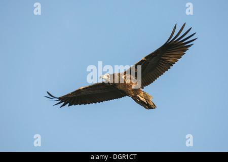 Egyptian Vulture - Neophron percnopterus - juvenile Stock Photo