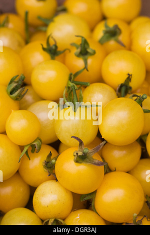 Lycopersicon esculentum. Yellow Balconi tomatoes. Stock Photo