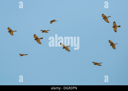 Levant Sparrowhawk - Accipiter brevipes Stock Photo