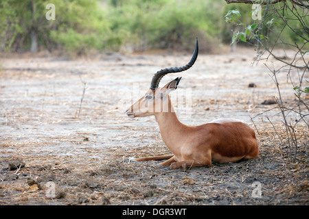 Impala, adult male, ( Aepyceros melampus ), Chobe National Park, Botswana, Africa Stock Photo
