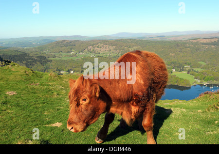 Luing cow on Gummers How above Lake Windermere in the Lake District National Park Stock Photo