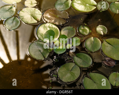 Blue Egyptian water lily or sacred blue lily (Nymphaea caerulea) and Common Water Hyacinth (Eichhornia crassipes, in the middle) Stock Photo