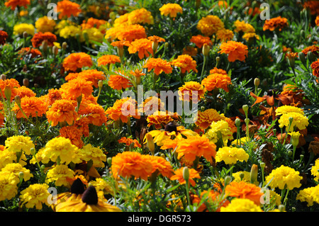 Marigold Stock Photo