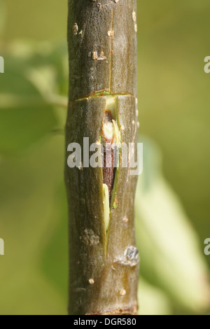 Budding an apple tree Stock Photo
