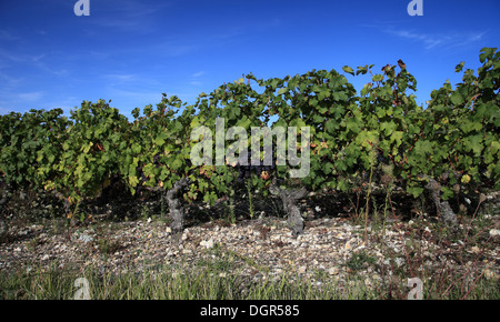 Black grapes in bunches hanging from vines in Touraine vineyard near Blere in the Loire Valley Stock Photo