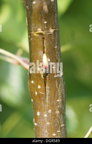 Budding an apple tree Stock Photo