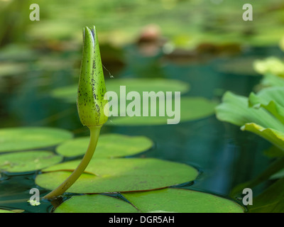 Blue water lily (Nymphaea caerulea) bud with leaves on water surface Stock Photo