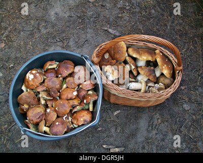 Mushrooms picked in the forest Stock Photo