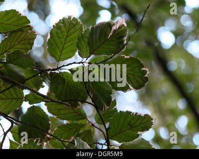 Tricolor beech (Fagus sylvatica 'tricolor') cultivar in spring Stock Photo