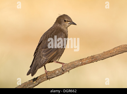 Spotless Starling - Sturnus unicolor - juvenile Stock Photo