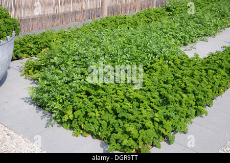 Parsley Stock Photo