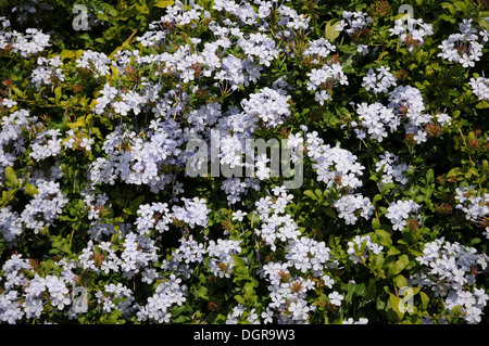 Leadwort Stock Photo