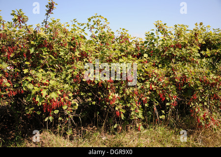 Red Currants Stock Photo