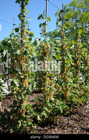 Red Currants Stock Photo