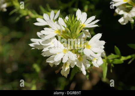 White Fan Flower Stock Photo