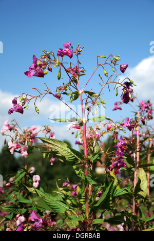 Himalayan Balsam