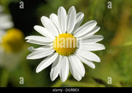 Daisy Stock Photo