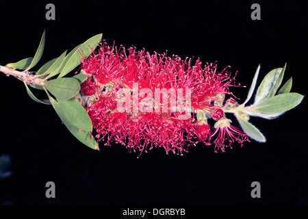 Close-up of Bottlebrush Flower Spikes- Callistemon citrinus cultivar "Splendens" - Family Myrtaceae Stock Photo