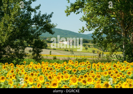 Field of Sunflowers near Anghiari, Tuscany, Italy Stock Photo