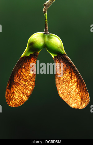 A sycamore seed UK Stock Photo