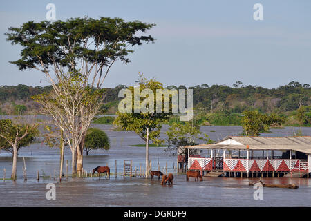 Horses grazing on flooded pastures during the rainy season, the Amazon between Manaus and Santarem, Amazonas province, Brazil Stock Photo