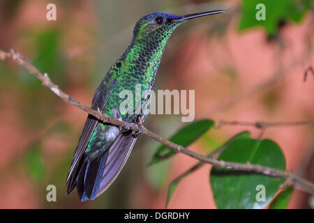 Violet-capped Woodnymph (Thalurania glaucopis, or Trochilus glaucopis) perched on a twig, Ilha Grande, Brazil, South America Stock Photo