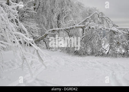 Snow breakage due to heavy snowfall, Hainich National Park, a UNESCO World Heritage natural site, near Eisenach, Thuringia Stock Photo