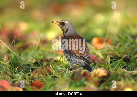 A fieldfare in winter on windfall apples in an orchard UK Stock Photo