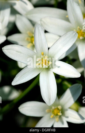 Star-of-Bethlehem or Grass Lily (Ornithogalum umbellatum) Stock Photo