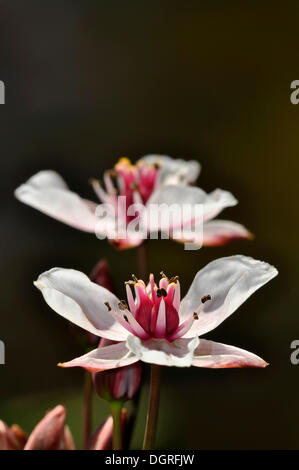 Flowers of the Flowering Rush or Grass Rush (Butomus umbellatus) Stock Photo