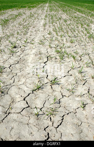 Wheat field (Triticum sp.) with dried soil, desiccation cracks, symbolic image for drought, climate change, crop failures Stock Photo