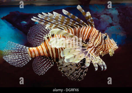 Red Lionfish (Pterois volitans) in an aquarium Stock Photo